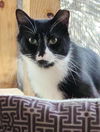 adoptable Cat in gettysburg, PA named Henray (Foster Cat)