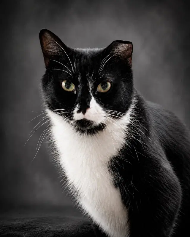 Henray Foster Cat - Domestic Short Hair