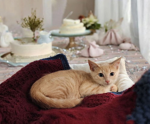 Teddygrahams photo 2