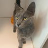 adoptable Cat in gettysburg, PA named Timber