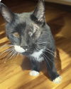 adoptable Cat in  named Sam