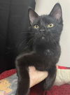 adoptable Cat in gettysburg, PA named Nyx