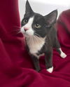 adoptable Cat in  named Saddle