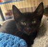 adoptable Cat in gettysburg, PA named Mishka