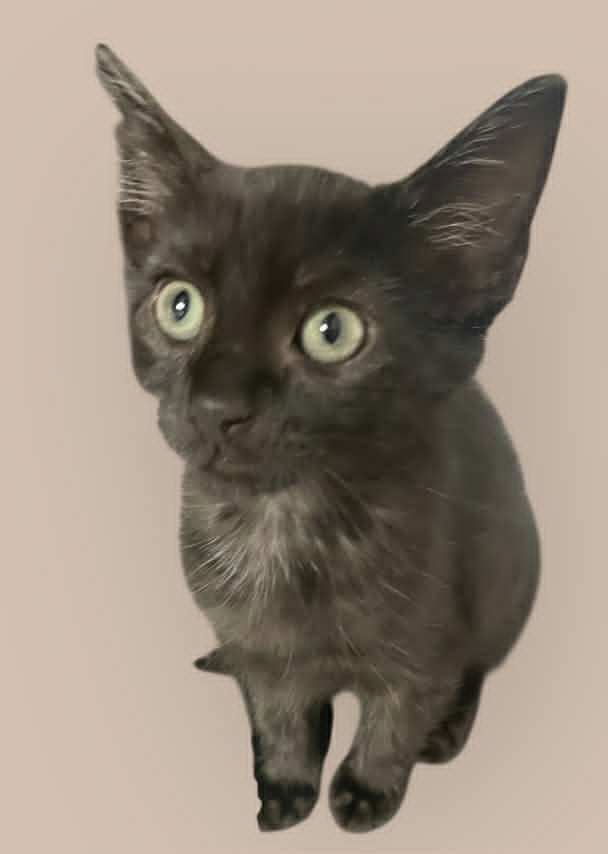 adoptable Cat in Gettysburg, PA named Mushka