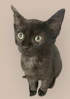 adoptable Cat in gettysburg, PA named Mushka