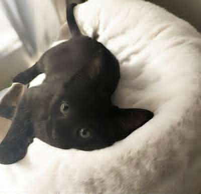 adoptable Cat in Gettysburg, PA named Mickey