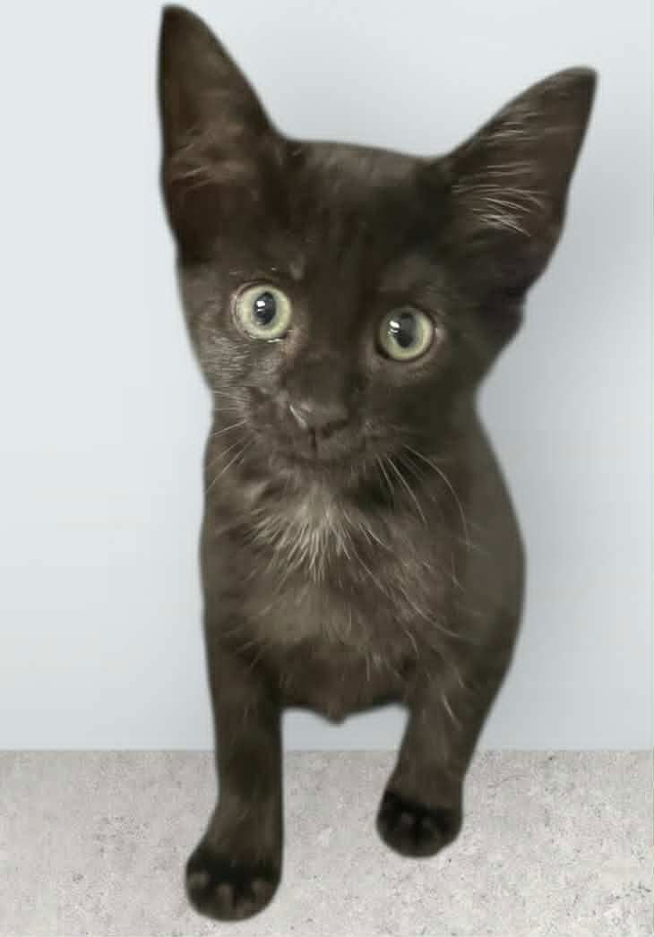 adoptable Cat in Gettysburg, PA named Mouse