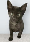 adoptable Cat in gettysburg, PA named Mouse
