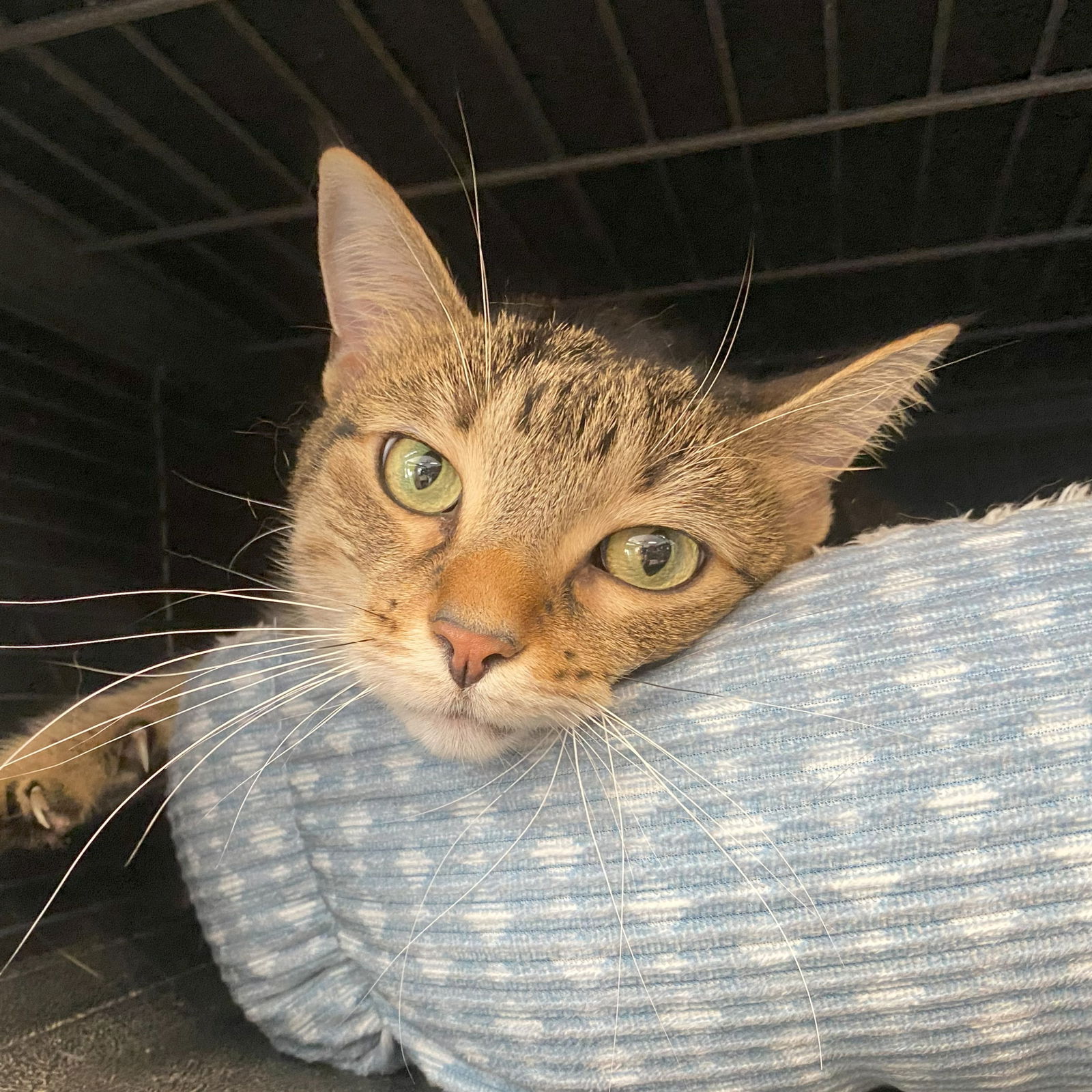 adoptable Cat in Gettysburg, PA named Lady