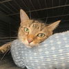 adoptable Cat in gettysburg, PA named Lady