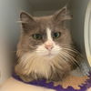 adoptable Cat in gettysburg, PA named Wisp