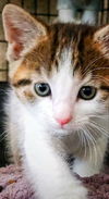 adoptable Cat in gettysburg, PA named Tommy Pickles (foster kitten)