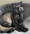 adoptable Cat in gettysburg, PA named Susie (foster kitten)
