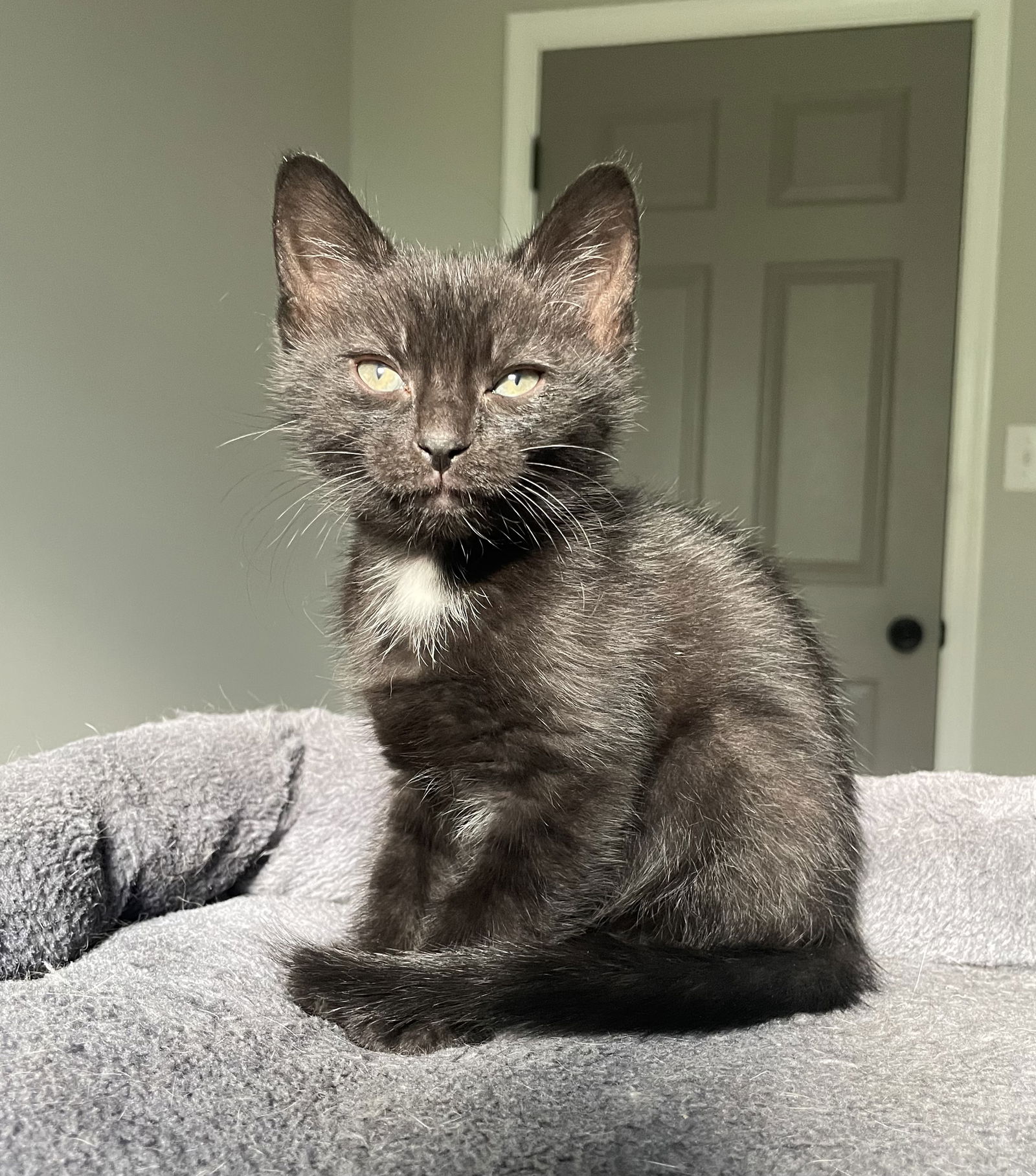 adoptable Cat in Gettysburg, PA named Chuckie (foster kitten)