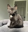adoptable Cat in gettysburg, PA named Chuckie (foster kitten)