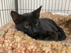 adoptable Cat in , PA named Honeybee (Foster Kitten)
