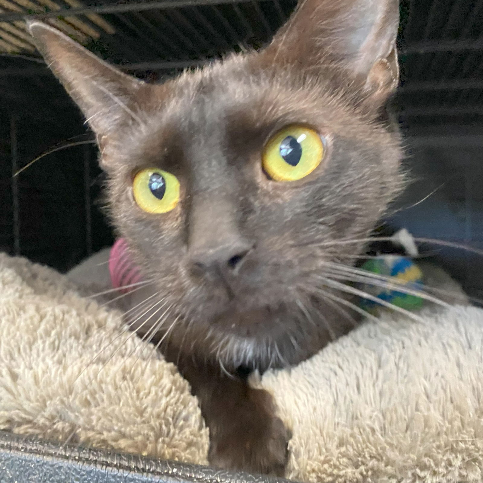 adoptable Cat in Gettysburg, PA named Iris