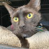 adoptable Cat in  named Iris