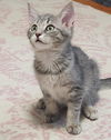 adoptable Cat in  named Greenie (foster kitten)