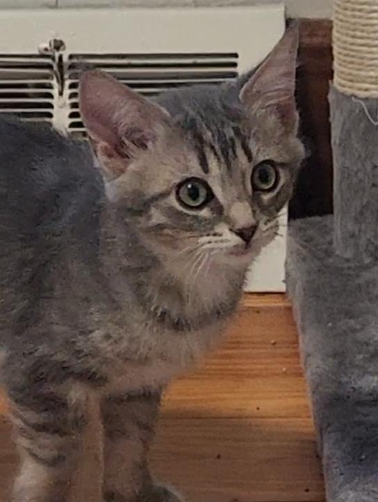 adoptable Cat in Gettysburg, PA named Rose Red (foster kitten)