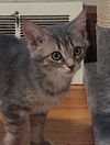 adoptable Cat in  named Rose Red (foster kitten)