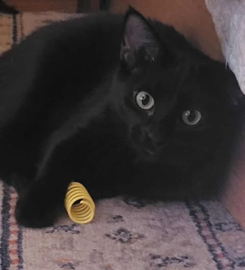 Miss Pink (Foster Kitty)