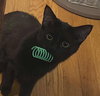 Miss Pink (Foster Kitty) - Photo 2