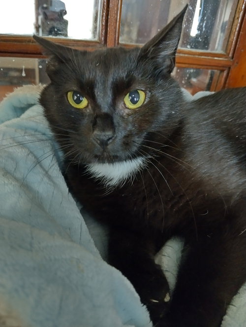 picture of the cat needing adoption