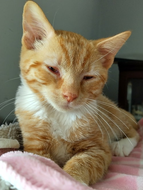 picture of the cat needing adoption