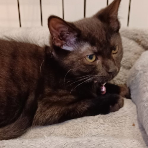 picture of the cat needing adoption
