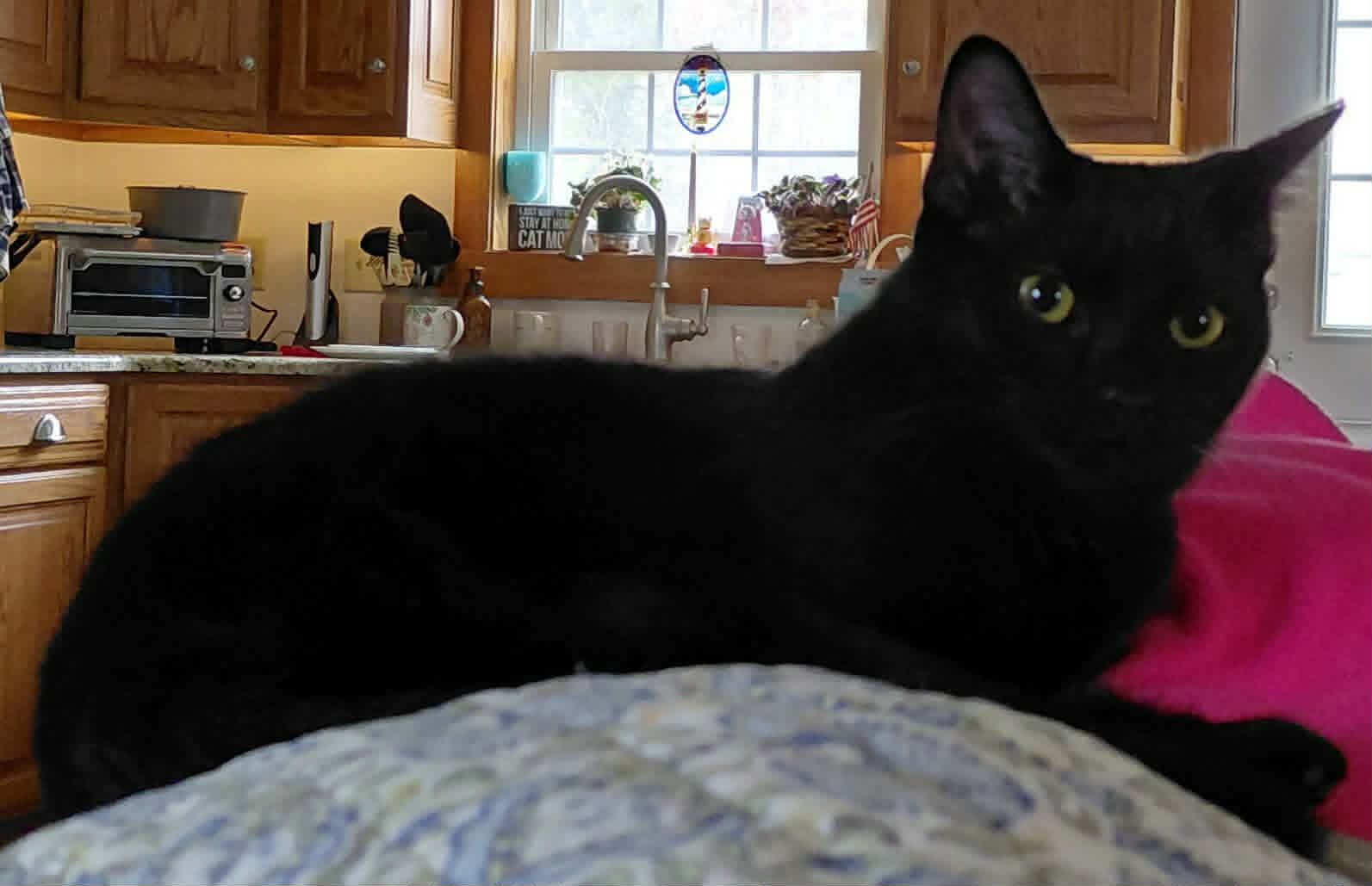 Martha (foster kitten)