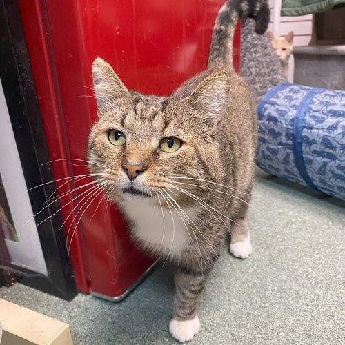 picture of the cat needing adoption