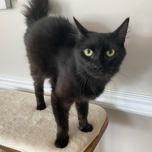 picture of the cat needing adoption