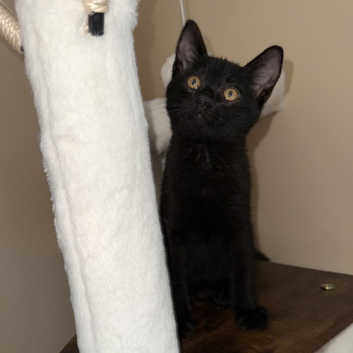 picture of the cat needing adoption