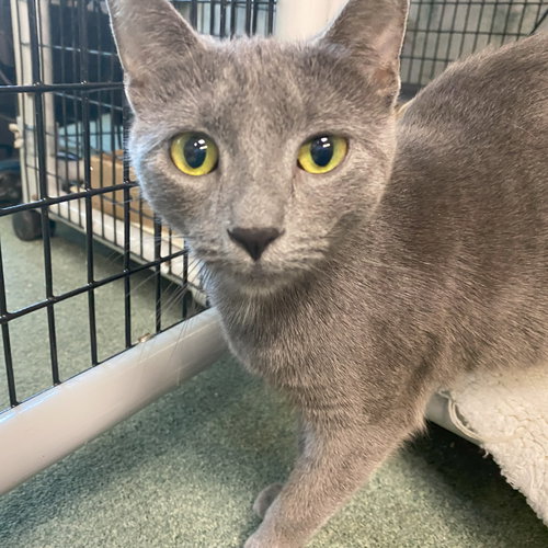 picture of the cat needing adoption