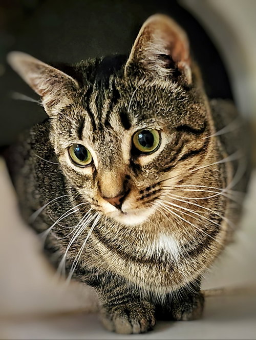 Tinkerbell, an adoptable Domestic Short Hair in Gettysburg, PA