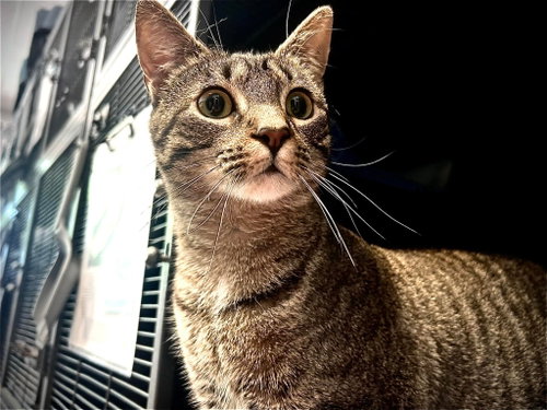 Tinkerbell, Young Domestic Short Hair / Tabby / Mixed (short coat), cat for adoption in Hagerstown, Maryland