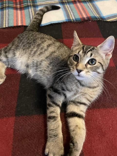 picture of the cat needing adoption