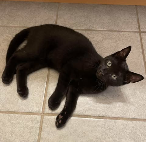 picture of the cat needing adoption