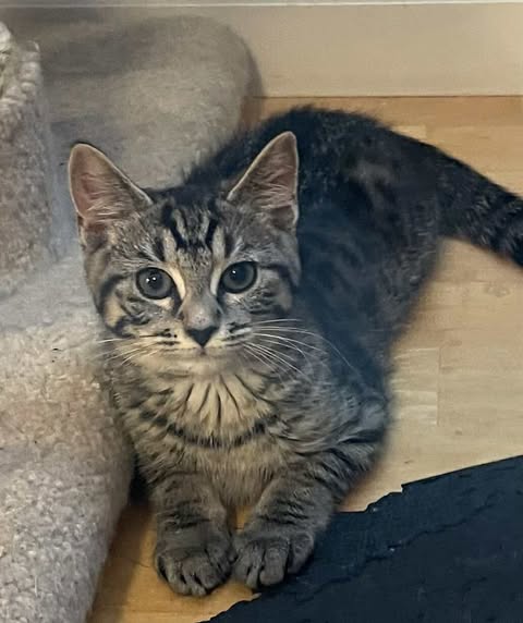 picture of the cat needing adoption