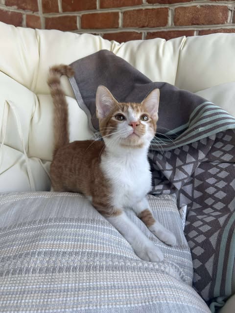 picture of the cat needing adoption