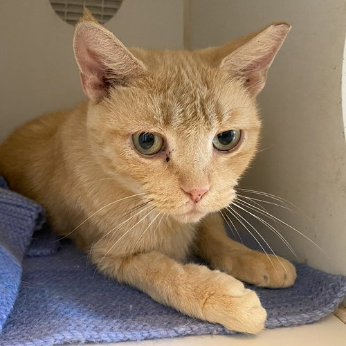picture of the cat needing adoption