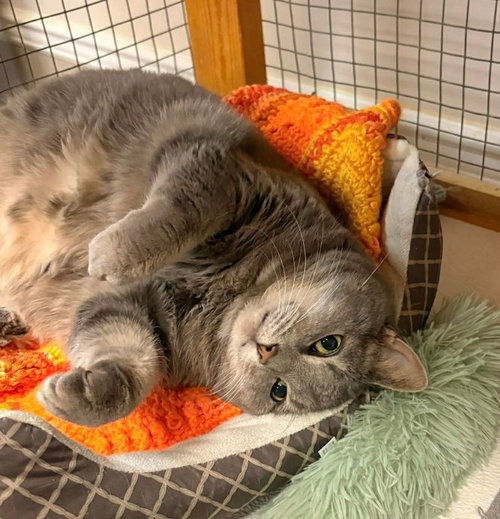 Baby Girl, Senior Domestic Short Hair / Tabby / Mixed (short coat), cat for adoption in Hagerstown, Maryland