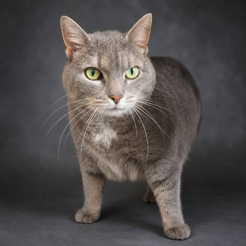 Baby Girl, Senior Domestic Short Hair / Tabby / Mixed (short coat), cat for adoption in Hagerstown, Maryland