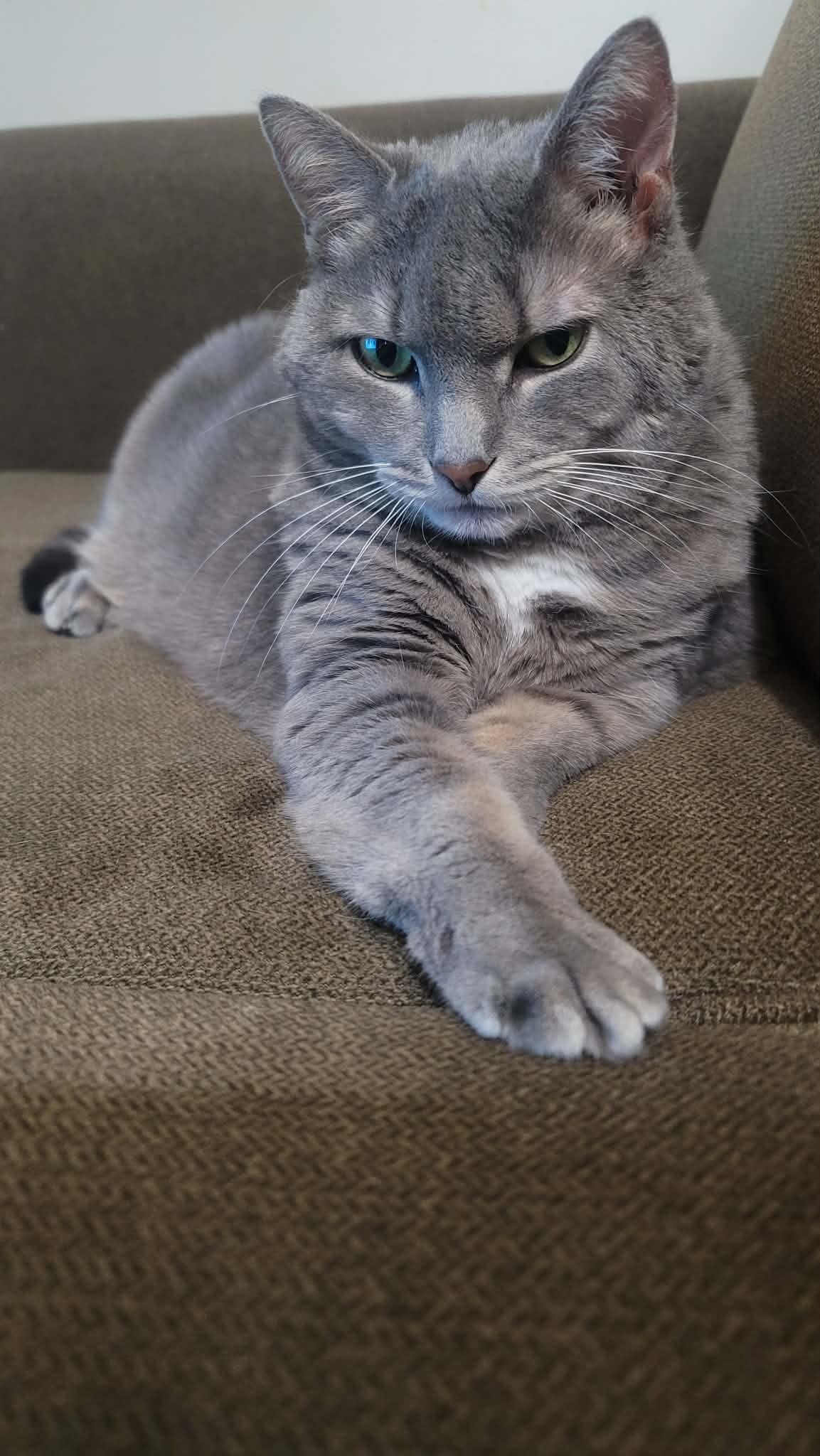 Baby Girl Foster Cat