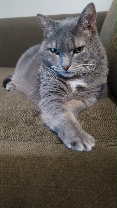 picture of the cat needing adoption
