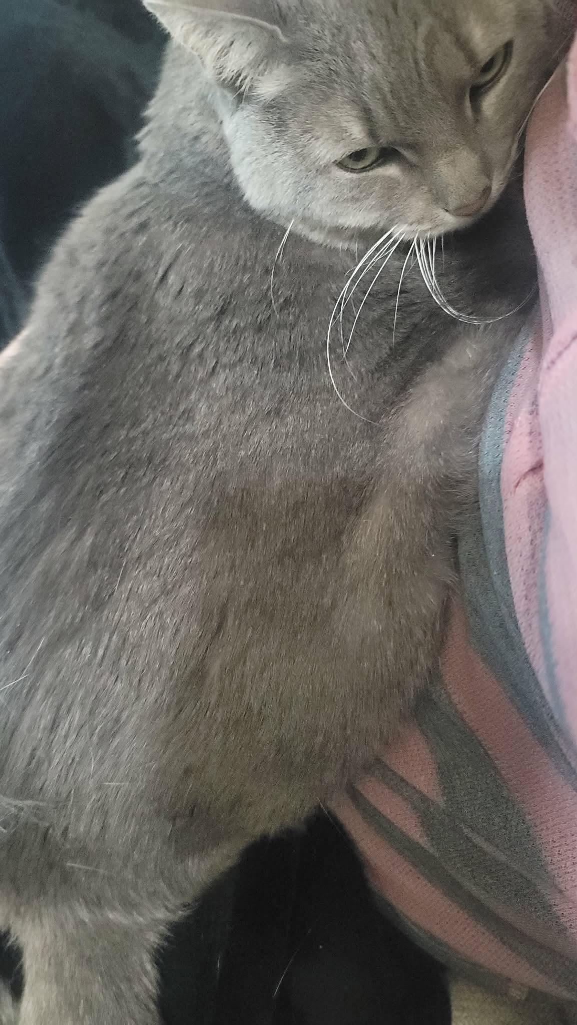 Baby Girl Foster Cat