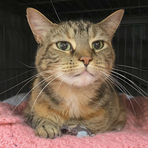 picture of the cat needing adoption