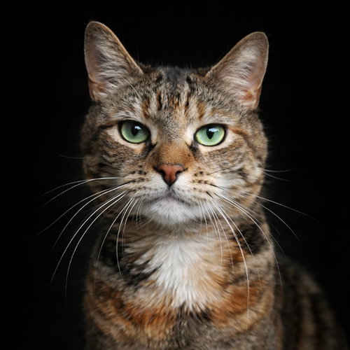Nina, an adoptable Domestic Short Hair in Gettysburg, PA